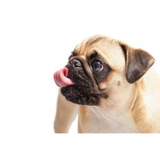 Snoot & Paws CBD Infused Pet Ointment - 2oz Tin - Done