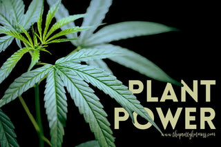 Harnessing the Power of Cannabinoids: How CBD CBN CBG