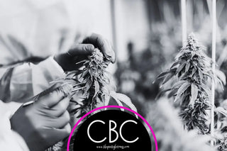 What is CBC?