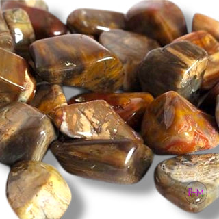 Petrified Wood Tumbled Stone 🌳✨
