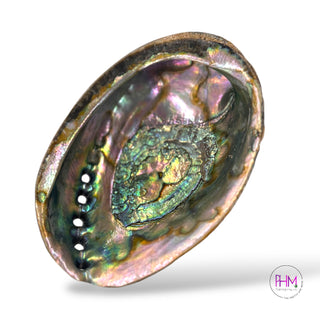 Enchanted Abalone Smudging Shell 🐚