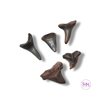Bewitched Shark Tooth 🦈