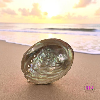 Enchanted Abalone Smudging Shell 🐚