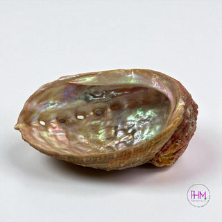 Enchanted Abalone Smudging Shell 🐚