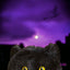 Binx Black Cat