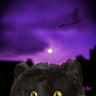 Binx Black Cat