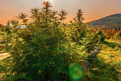 CBD and COVID-19