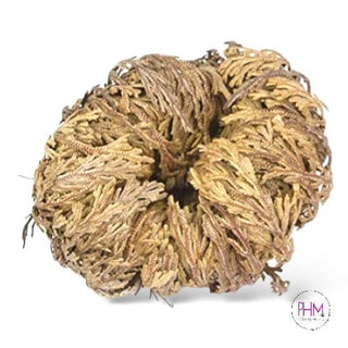 Flower De Jericho 🌙 - religious items
