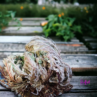 Flower De Jericho 🌙 - religious items
