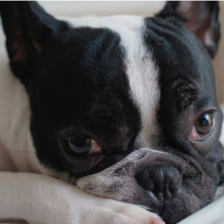 Snoot and Paws 🐾 CBD-Infused Nose and Paw Balm