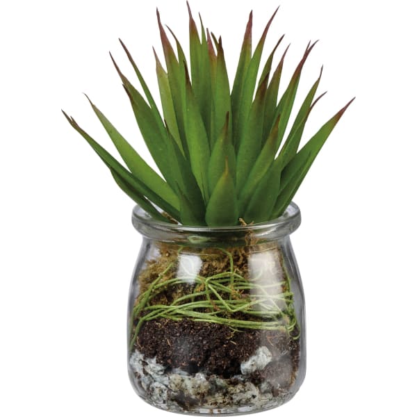 Aloe Succulent in Jar