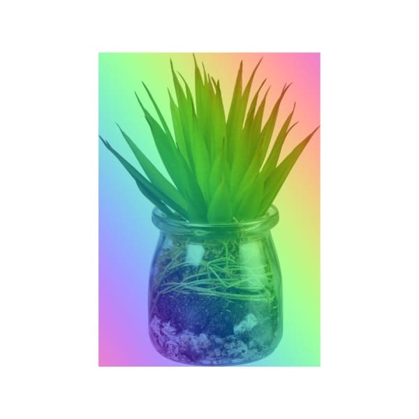 Aloe Succulent in Jar