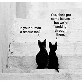 Kats Meow Cat CBD Oil with Catnip - Done